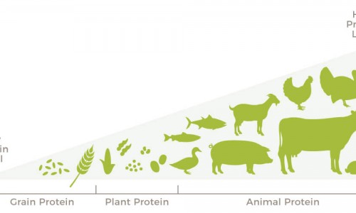 Βιολογική αξία (Β.Α.) των πρωτεϊνών
