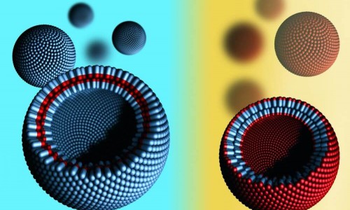 Κατάταξη των πρωτεϊνών