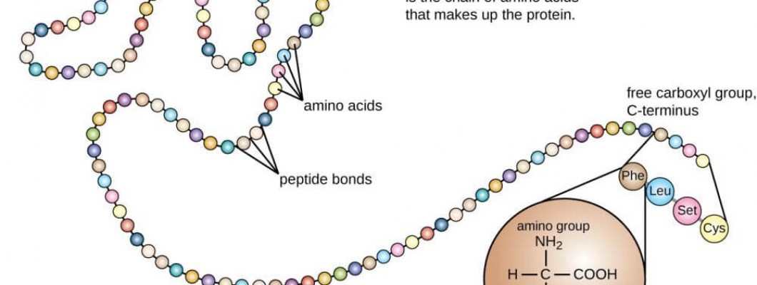 Πως συντίθενται οι πρωτεΐνες - Ο ρόλος των αμινοξέων