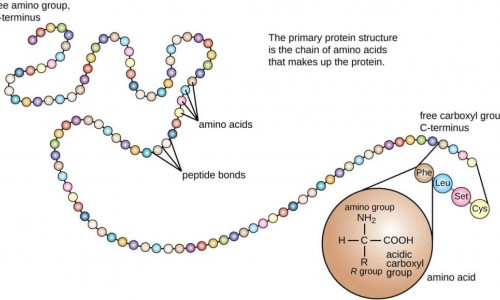 Πως συντίθενται οι πρωτεΐνες - Ο ρόλος των αμινοξέων